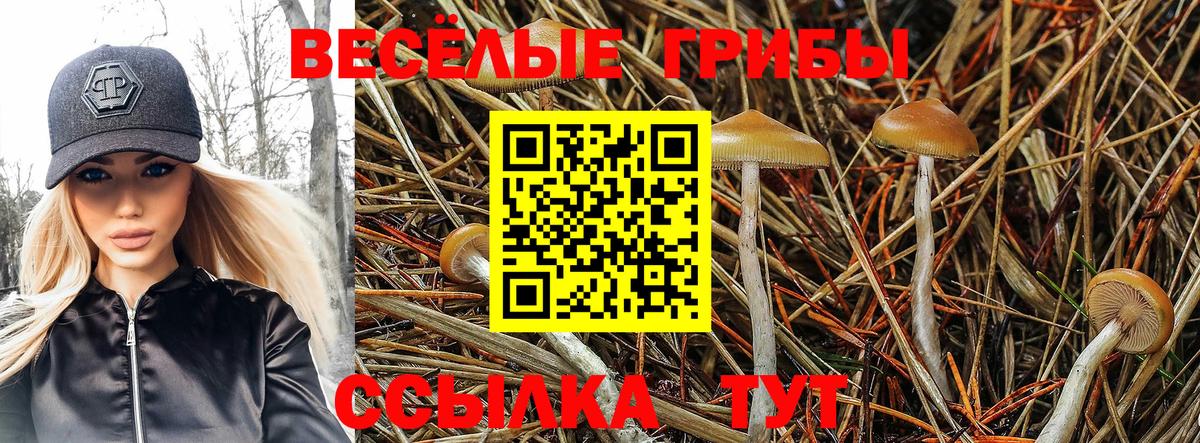 Псилоцибиновые грибы мицелий Тихорецк
